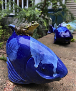 One last frog photo. This adventurous lad wrangles ceramic koi.  